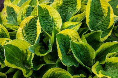 Bahçedeki bitkilerin yeşil yaprakları. doku