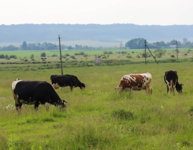 İnekler kırsal kesimde bir yaz günü çayırlarda otlarlar.