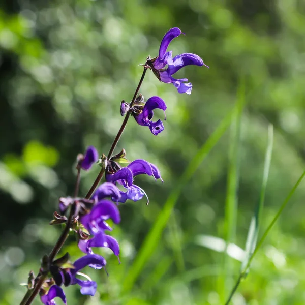 Flores Silvestres Púrpuras Azules Cierran Sobre Fondo Verde — Foto de Stock