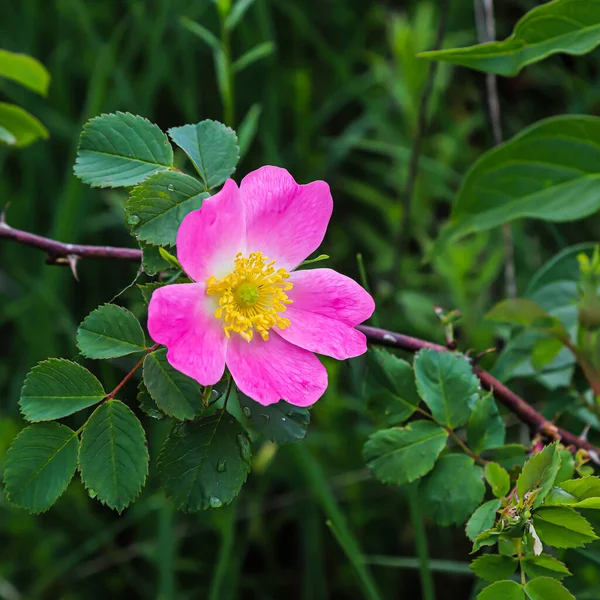 Nyponros Blomma Naturlig Miljö Nära Håll — Stockfoto