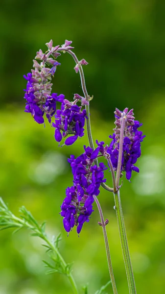 Flores Silvestres Púrpuras Azules Cierran Sobre Fondo Verde —  Fotos de Stock