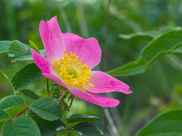 Roos Heup Bloem Natuurlijke Omgeving Close — Stockfoto