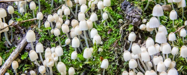 Champignon Dans Environnement Naturel Forêt — Photo