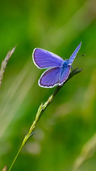 Mariposa Azul Sentada Sobre Hierba Verde Campo Verano Día Soleado — Foto de Stock