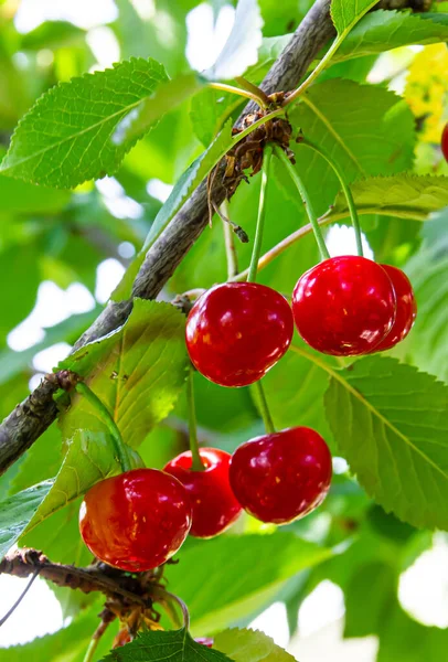 Red Ripe Cherries Hanging Tree Branches Summer Sunny Day — Stock Photo, Image