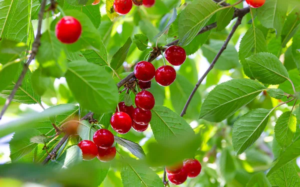 Red Ripe Cherries Hanging Tree Branches Summer Sunny Day — Stock Photo, Image