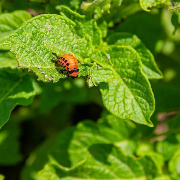 Colorado Potato Beetle Larvae Potato Leaf Agricultural Pests — Stock Photo, Image