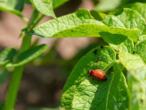 Colorado Potato Beetle Larvae Potato Leaf Agricultural Pests — Stock Photo, Image