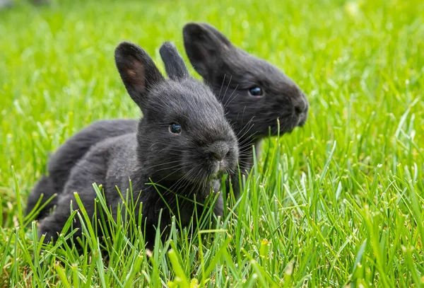 Pequeños Conejos Negros Hierba Verde — Foto de Stock