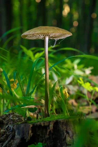 Cogumelo Ambiente Natural Floresta — Fotografia de Stock
