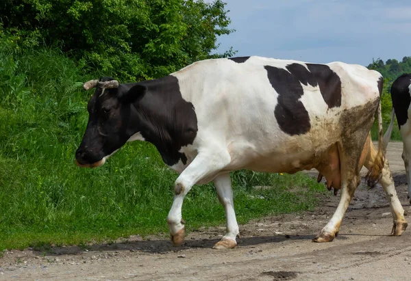 Las Vacas Salen Del Pasto Día Verano Campo — Foto de Stock