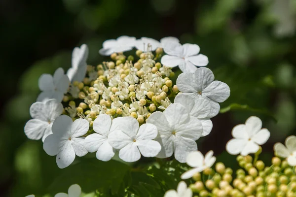 Viburnum Květ Zelenými Listy Obloze Pozadí Slunečného Počasí — Stock fotografie