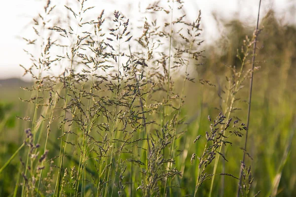 Grama Cereal Selvagem Perto Fundo Verde Verão — Fotografia de Stock