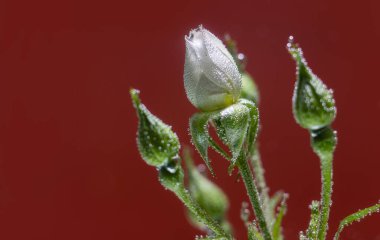 Kırmızı zemin üzerinde hava kabarcıkları ile su altında gül
