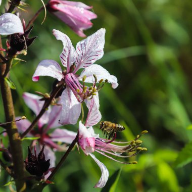 dictamnus arılar tarafından polenlenir. Pembe-mor çiçekler güneş ışığı altında çiy damlalarında açar vahşi doğada