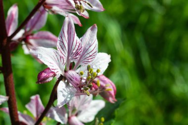 dictamnus. Pembe-mor çiçekler güneş ışığı altında çiy damlalarında açar vahşi doğada