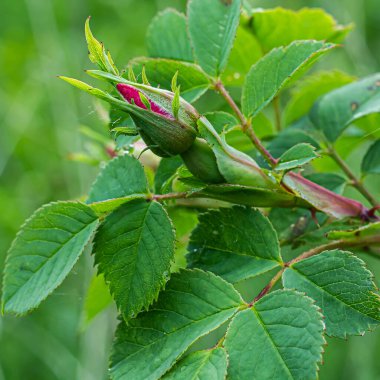 Doğal ortamda gül kalçası çiçeği. Yaklaş.