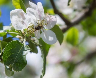 Bahçede elma ağacı çiçek açar. arılar nektar ve polen toplar