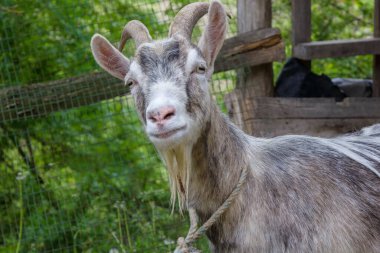 Kırsal alanda bir keçi Yazın kapalı
