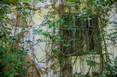 Terk edilmiş bir evin penceresi kırılmış bir bitki örtüsü.