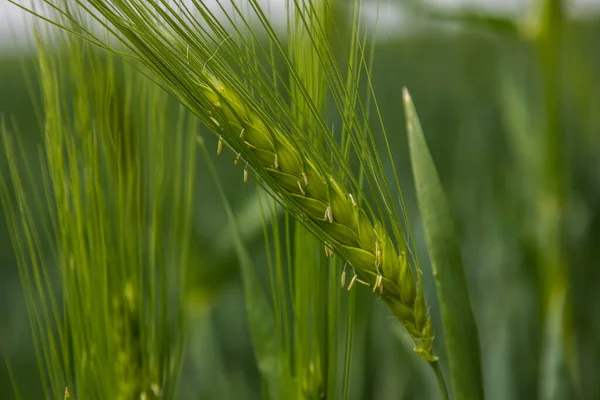 Spighe Segale Verde Crescono Nel Campo Della Fattoria Estate — Foto Stock