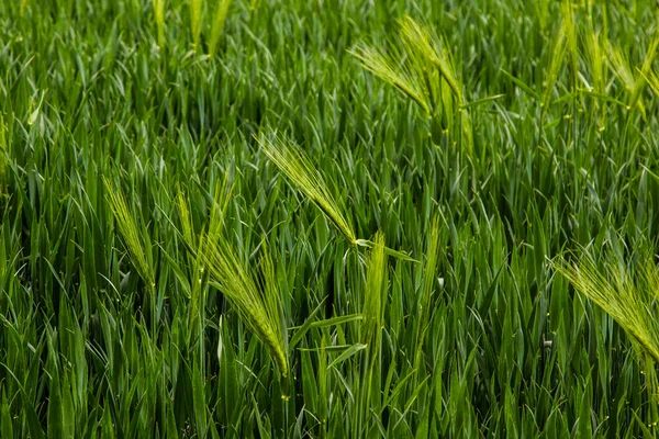 Spighe Segale Verde Crescono Nel Campo Della Fattoria Estate — Foto Stock