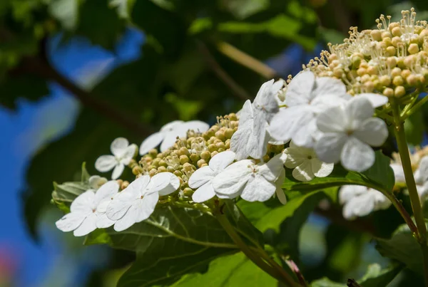 Viburnum Květ Zelenými Listy Obloze Pozadí Slunečného Počasí — Stock fotografie