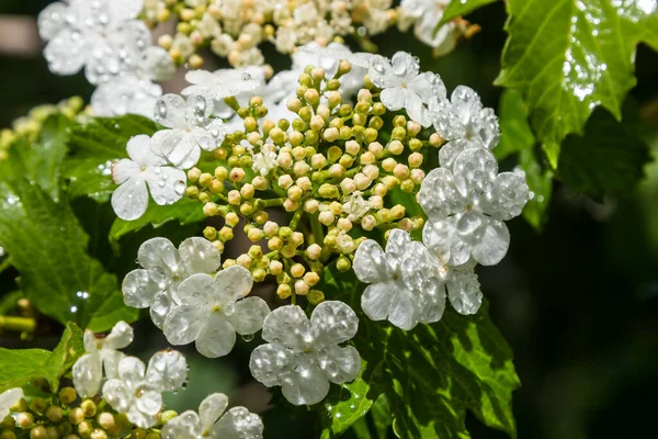 Viburnum Fleur Avec Des Feuilles Vertes Sur Fond Ciel Par — Photo