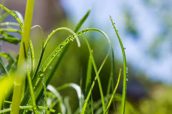 Grass Water Drops Close Green Background Summer — Stock Photo, Image