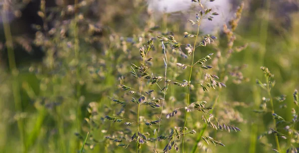 Erba Cereali Selvatici Vicino Uno Sfondo Verde Estate — Foto Stock