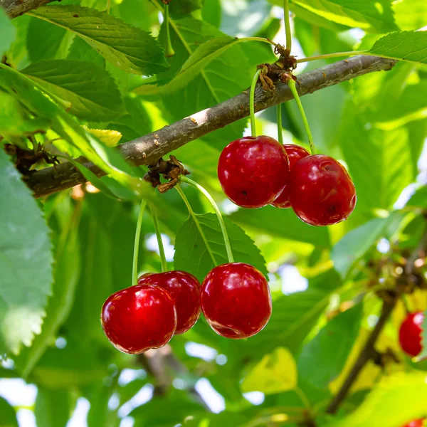 Red Ripe Cherries Hanging Tree Branches Summer Sunny Day — Stock Photo, Image