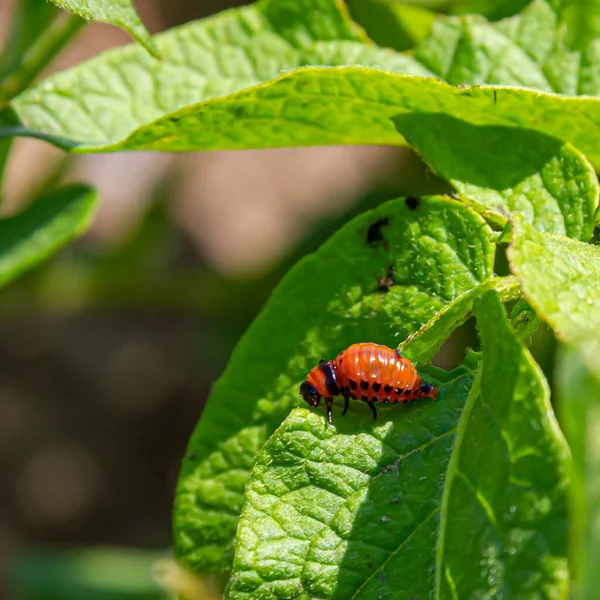 Colorado Potato Beetle Larvae Potato Leaf Agricultural Pests — Stock Photo, Image