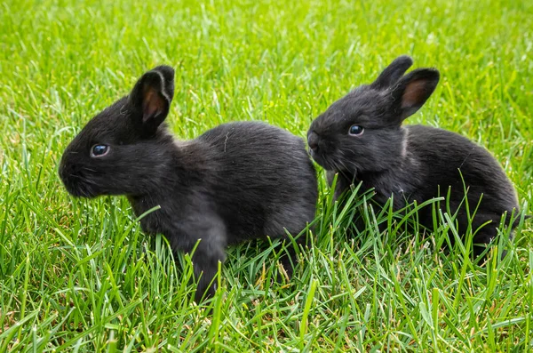 Küçük Siyah Tavşanlar Yeşil Çimlerde — Stok fotoğraf