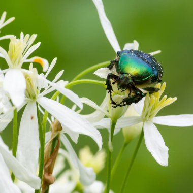Beyaz kır çiçeklerindeki böcekler yeşil arka planda kapanıyorlar.