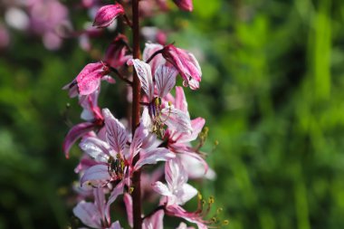 dictamnus. Pembe-mor çiçekler güneş ışığı altında çiy damlalarında açar vahşi doğada