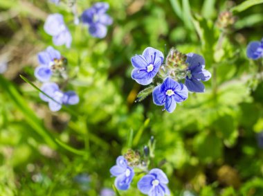 Mavi kır çiçekleri çimlerin üzerine kapanır. güneşli bir gün