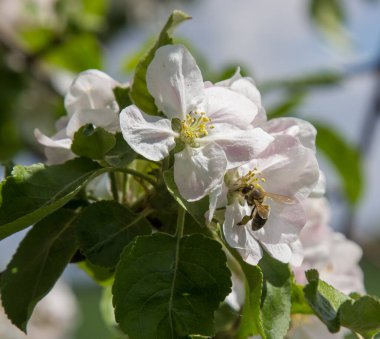 Bahçede elma ağacı çiçek açar. arılar nektar ve polen toplar