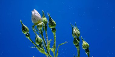 Mavi arka planda hava kabarcıkları olan beyaz bir gül.