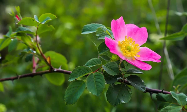 自然环境中的蔷薇菊花 — 图库照片