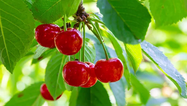 Red Ripe Cherries Hanging Tree Branches Summer Sunny Day — Stock Photo, Image