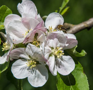 Bahçede elma ağacı çiçek açar. arılar nektar ve polen toplar