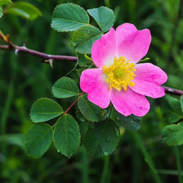 Róża Hip Kwiat Naturalnym Środowisku Zbliżenie — Zdjęcie stockowe