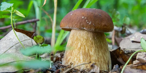 Paddenstoel Natuurlijke Omgeving Het Bos — Stockfoto