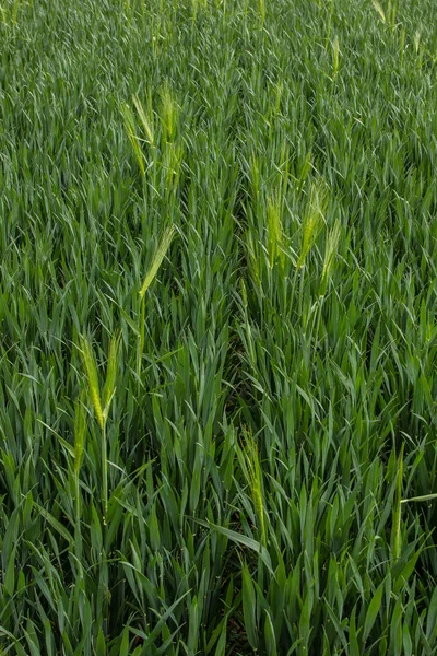 Espiguetas Centeio Verde Crescem Campo Fazenda Verão — Fotografia de Stock