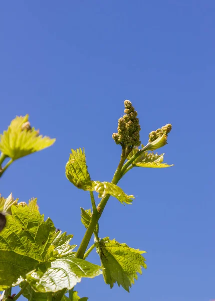 Winorośl Zielonymi Liśćmi Tle Nieba Słoneczną Pogodę — Zdjęcie stockowe