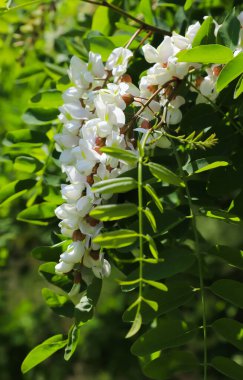 Güneşli bir günde beyaz akasya çiçekleri. Kapat. Yaz.