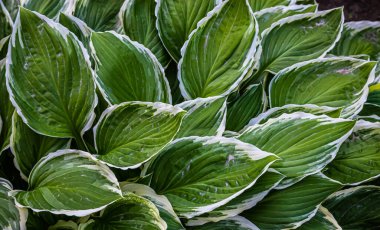 Bahçedeki bitkilerin yeşil yaprakları. doku