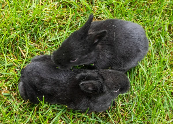 Pequenos Coelhos Pretos Grama Verde — Fotografia de Stock