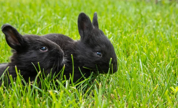 Pequeños Conejos Negros Hierba Verde —  Fotos de Stock
