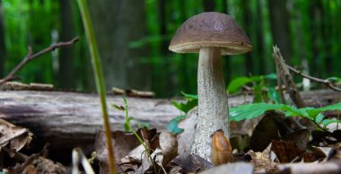 Ormandaki doğal ortamda mantar